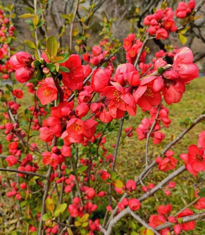 Japanese quince 'Nicoline