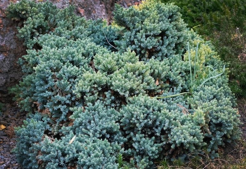 Juniperus squamata ‘Blue Star’