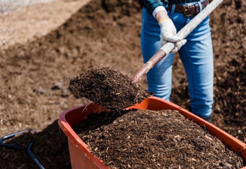 Loosen Soil and Add Compost