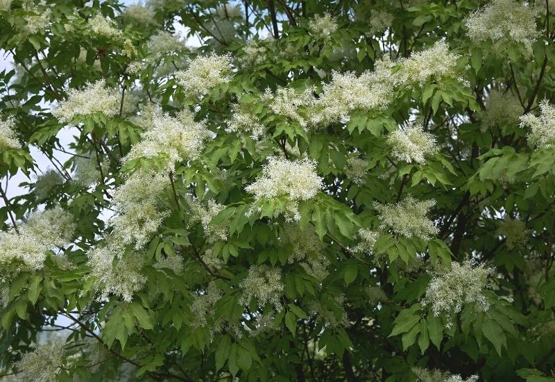 12 Types of Ash Trees That are Great for Home Landscapes 15 Manna Ash (Fraxinus ornus)