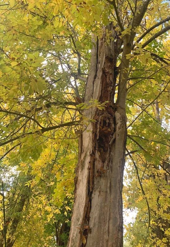 Oregon Ash (Fraxinus latifolia)