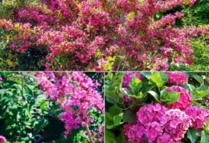 Pink Flowering Shrubs To Create Vibrant Interest In Your Garden