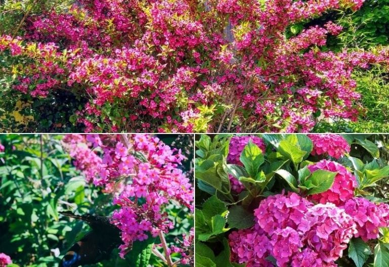 12 Prettiest Pink Flowering Shrubs To Create Vibrant Interest In Your Garden
