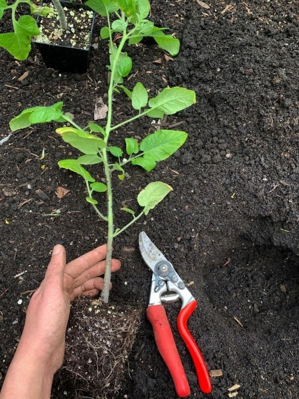 Plant Tomatoes Extra Deep