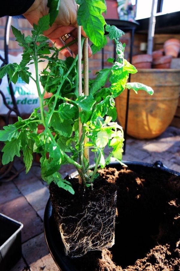 How To Grow LOTS of Tomatoes in Pots And Containers 9 Plant your tomato seedling In Containers