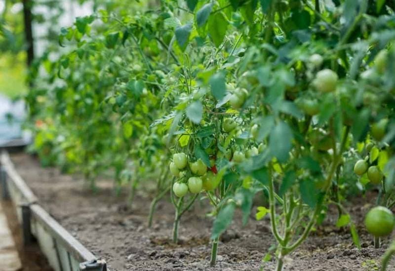 Properly Space Your Tomato Plants