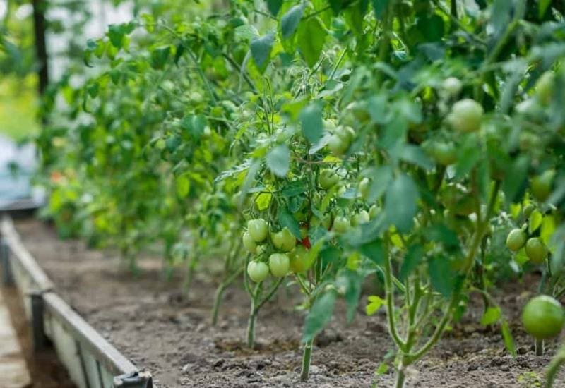 How to Grow Tomatoes in a Raised Garden Bed 12 Properly Space Your Tomato Plants