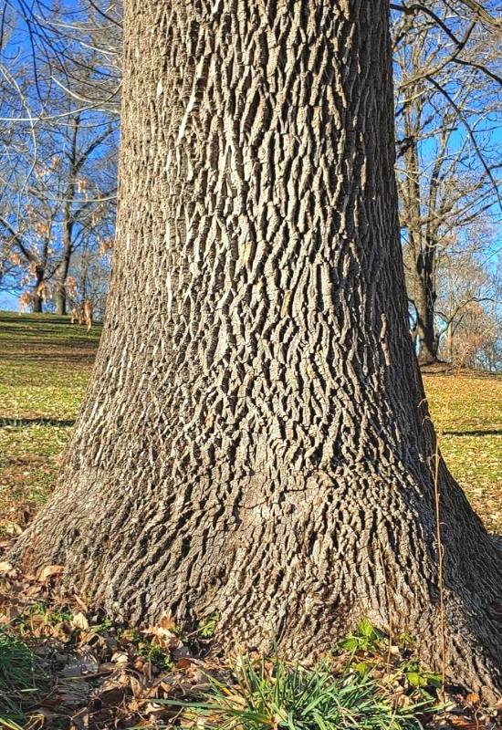 Pumpkin Ash (Fraxinus profunda)