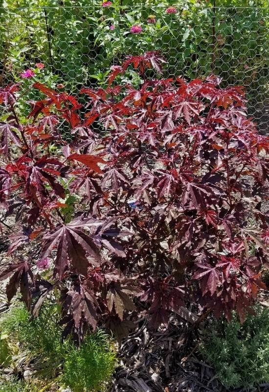 Red Leaf Hibiscus (Hibiscus ‘Mahogany Splendor’)