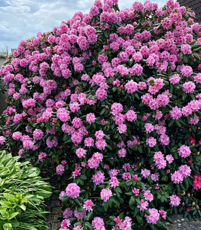 Rhododendron Scintillation
