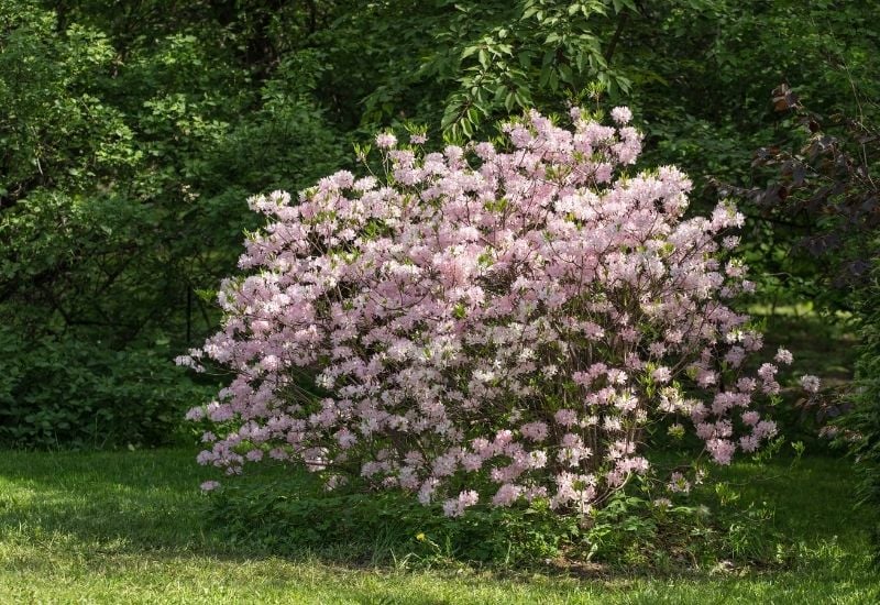 Rhododendron Vaseyi