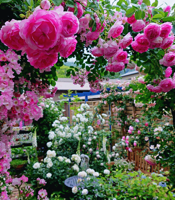  Roses are a staple of English cottage gardens