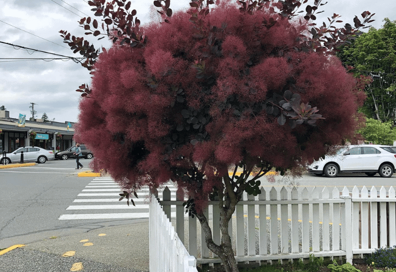 Royal Purple’ Smoke Tree