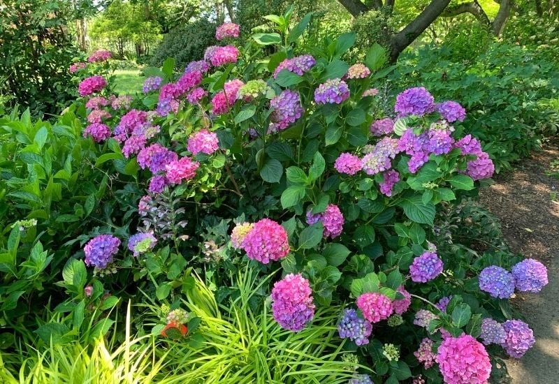 Shade-Tolerant Flowering Shrubs For A Not So Sunny Garden