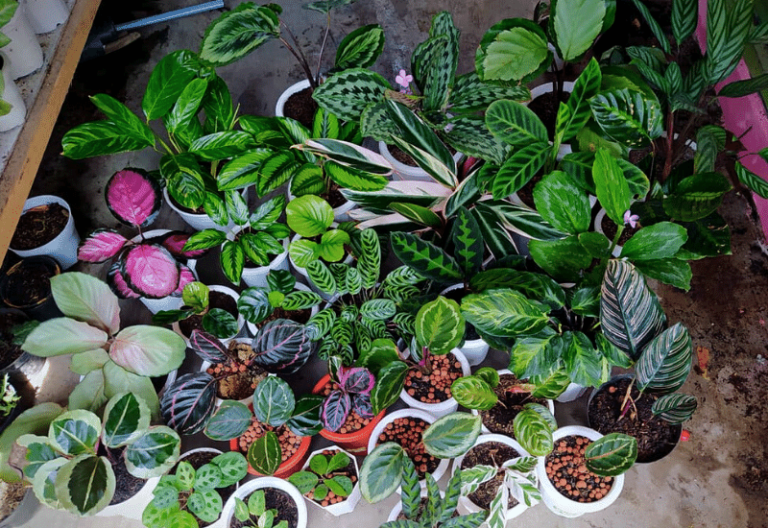 16 Stunning Calathea Varieties and How to Care For Them