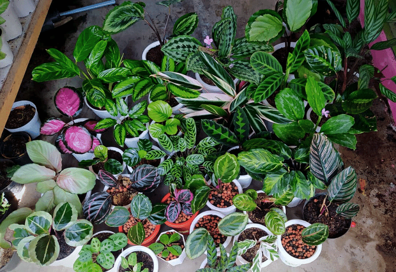 Stunning Calathea Varieties And How To Care For Them