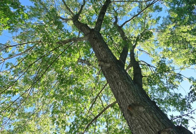 Swamp Ash (Fraxinus caroliana)