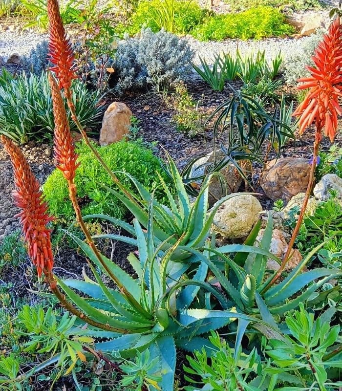 Torch Aloe