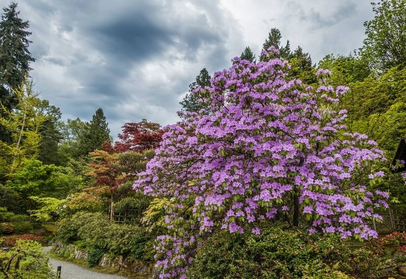 Trees with Purple Flowers