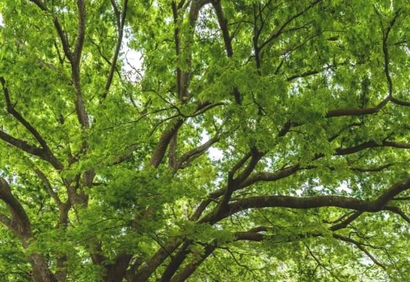 HOW TO IDENTIFY ASH TREES
