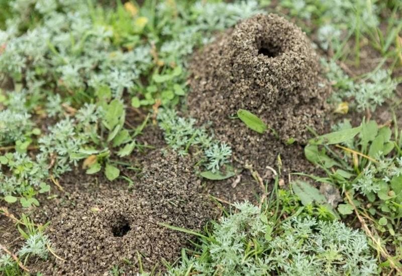 How Does Diatomaceous Earth Deter Garden Pests?