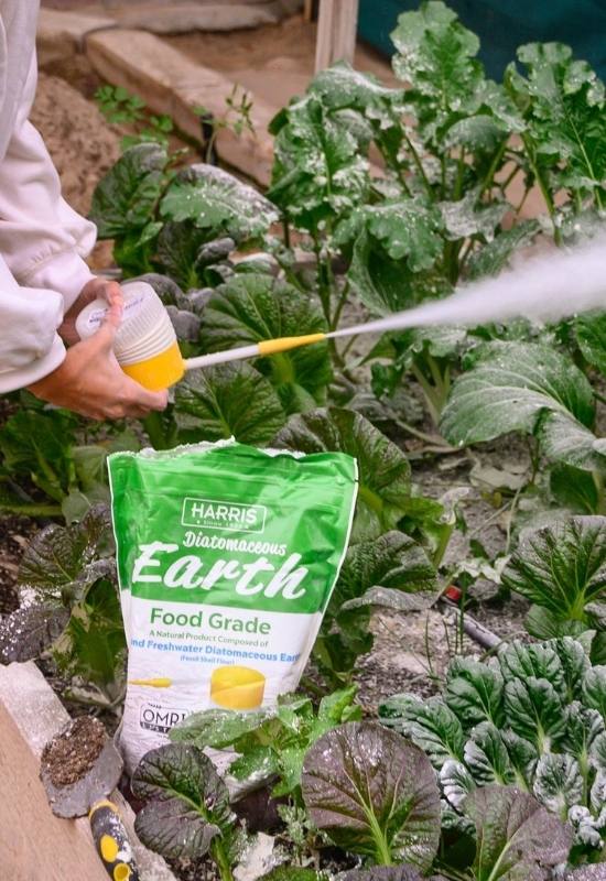 Using Diatomaceous Earth (DE) As an Organic Insecticide in Your Garden