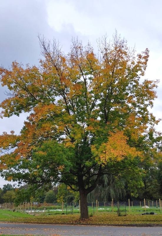 12 Types of Ash Trees That are Great for Home Landscapes 9 White Ash (Fraxinus americana)