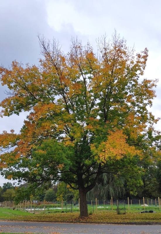 White Ash (Fraxinus americana)