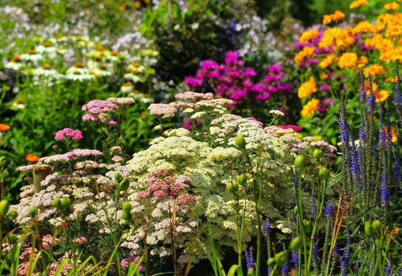 Yarrow is a pretty addition to your cottage garden