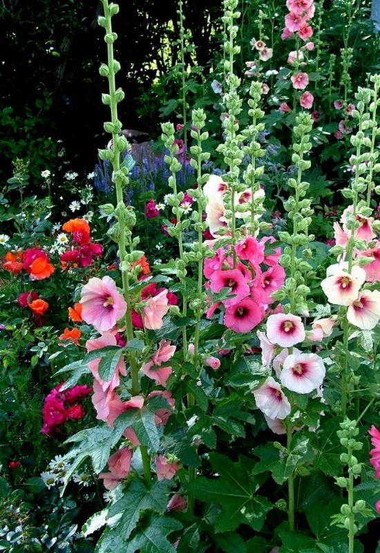 hollyhock in English garden