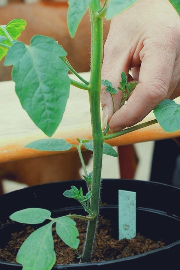 How To Grow LOTS of Tomatoes in Pots And Containers 8 prune off any little suckers