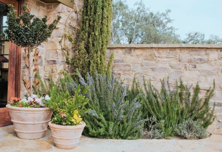 16 Low-Growing Foundation Shrubs to Plant in Front of Your House