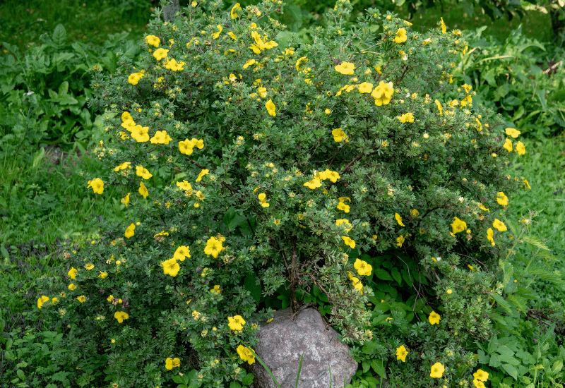 ‘Goldfinger’ Shrubby Cinquefoil