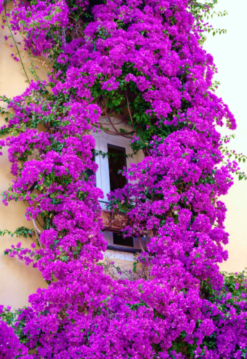 14 Gorgeous Purple Flowering Vines to Brighten Your Garden