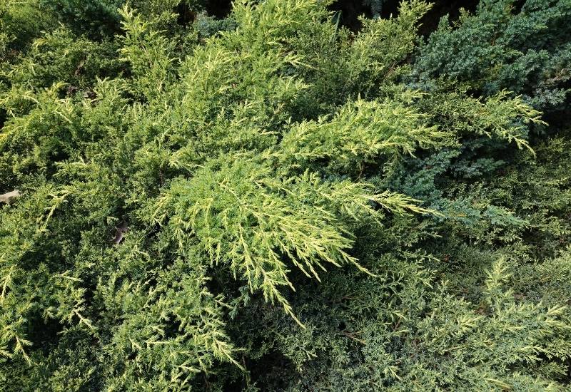 ‘Stricta’ Chinese Juniper (Juniperus chinensis ‘Stricta’)