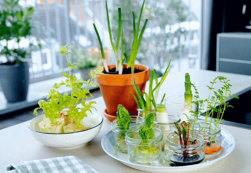 17 Vegetables, Fruits And Herbs You Can Easily Regrow Using Food Scraps