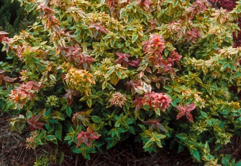 Abelia x grandiflora ‘Kaleidoscope’