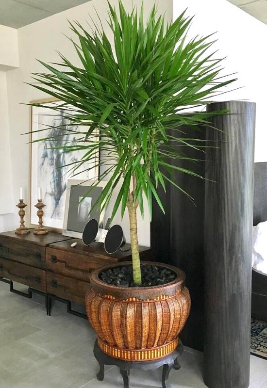 African Dragon Tree (Dracaena arborea)