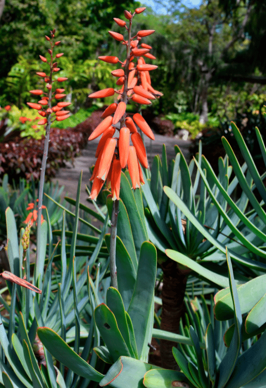 Aloe plicatilis