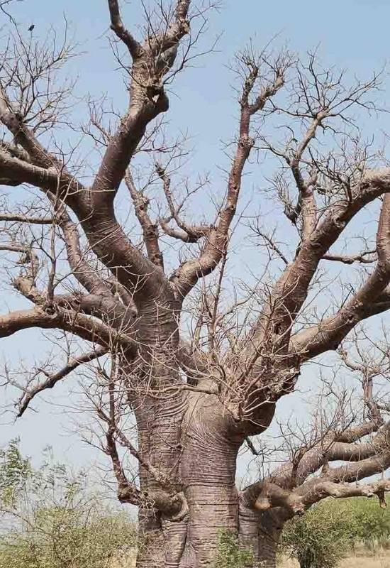 Baobab (Adansonia spp. especially Adansonia grandidieri)