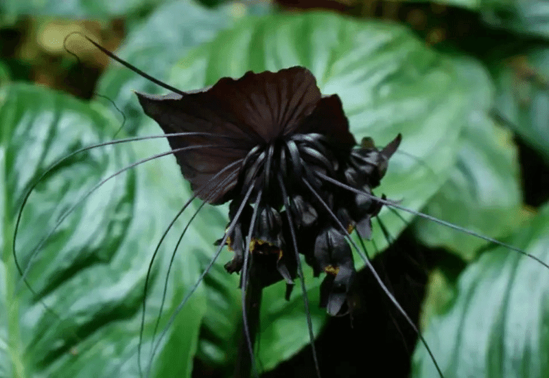Black Bat Flower 