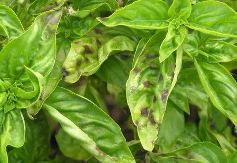 Can You Eat Brown Basil Leaves?