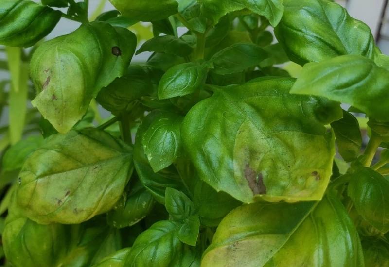 Causes of Brown and Black Spots on Basil 
