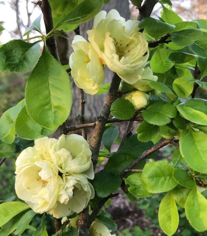 Chaenomeles speciosa ‘Kinshiden