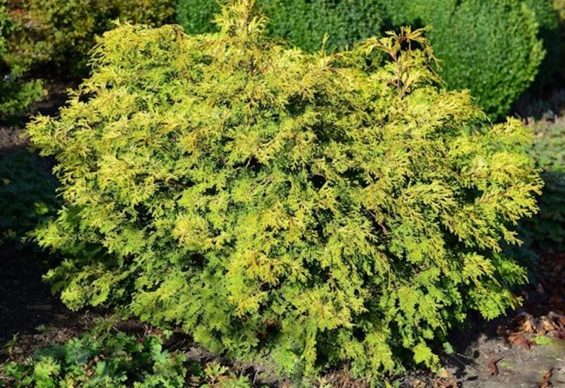 Chamaecyparis obtusa ‘Pygmaea’)