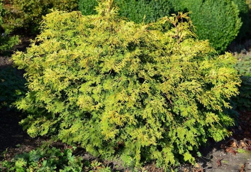 Chamaecyparis obtusa ‘Pygmaea’)