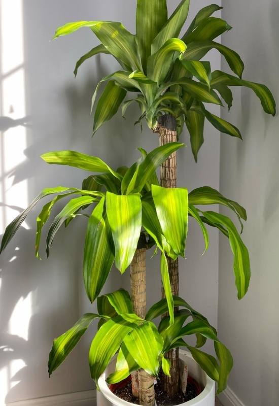 Corn Plant (Dracaena fragrans)