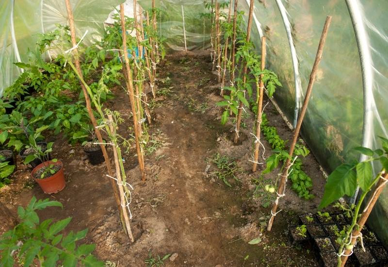Cover Tomato Plants