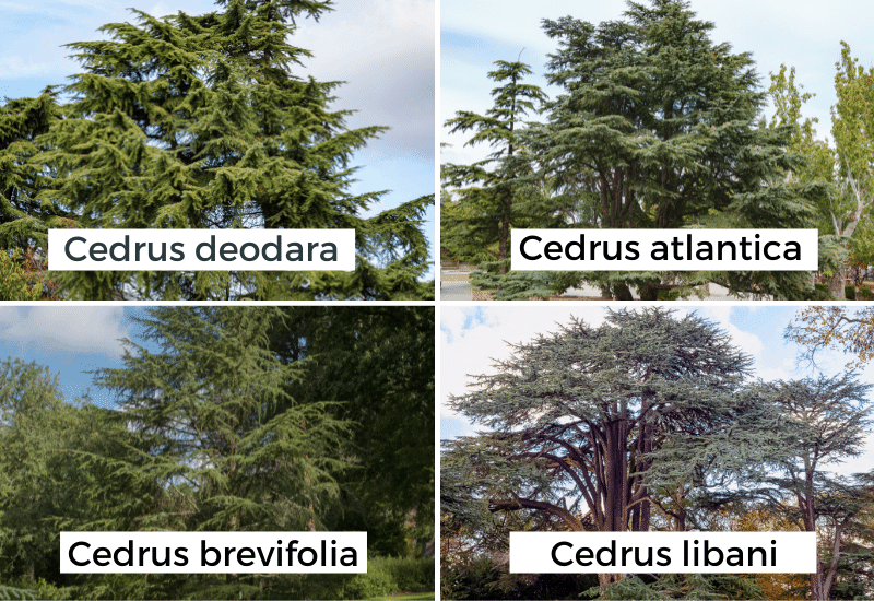 10 Different Types Of Cedar Trees With Pictures (Identification Guide)