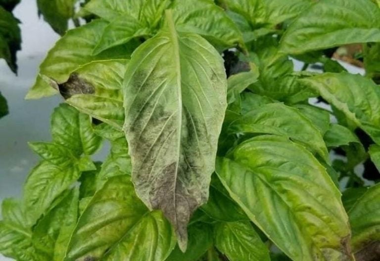 Brown Spots on Basil Leaves Why It Happens & How to Treat It